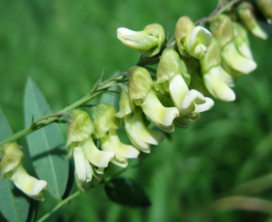 Изображение особи Sophora flavescens.