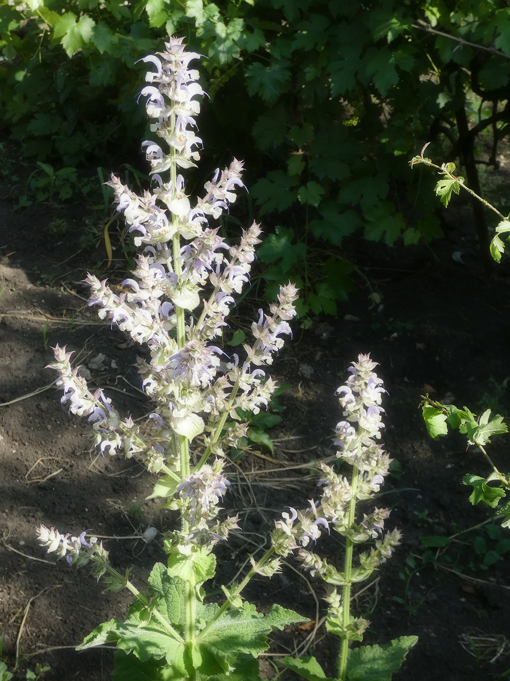 Изображение особи Salvia sclarea.