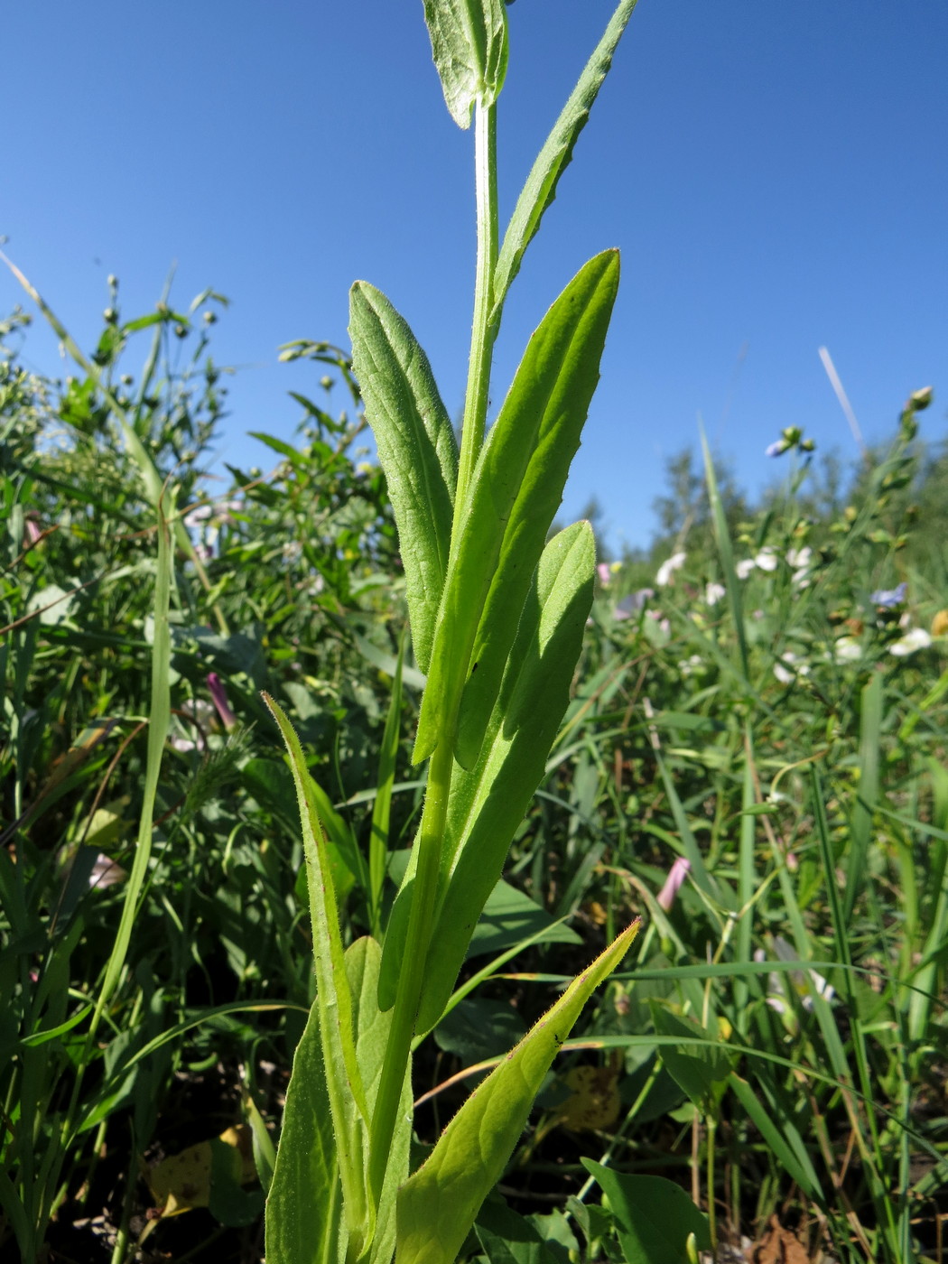 Image of Neslia paniculata specimen.