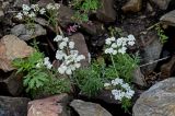 Achillea nobilis. Цветущие растения в сообществе с Artemisia vulgaris и Fumaria officinalis. Оренбургская обл., Гайский гор. округ, Губерлинские горы, ущелье руч. Султан-Гужа, подножие каменистого склона. 03.07.2023.