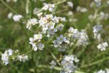 Crambe tataria