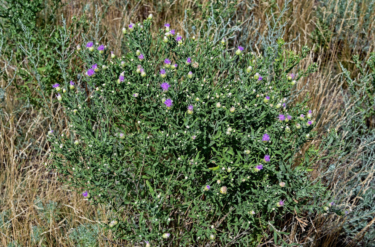 Изображение особи Acroptilon repens.