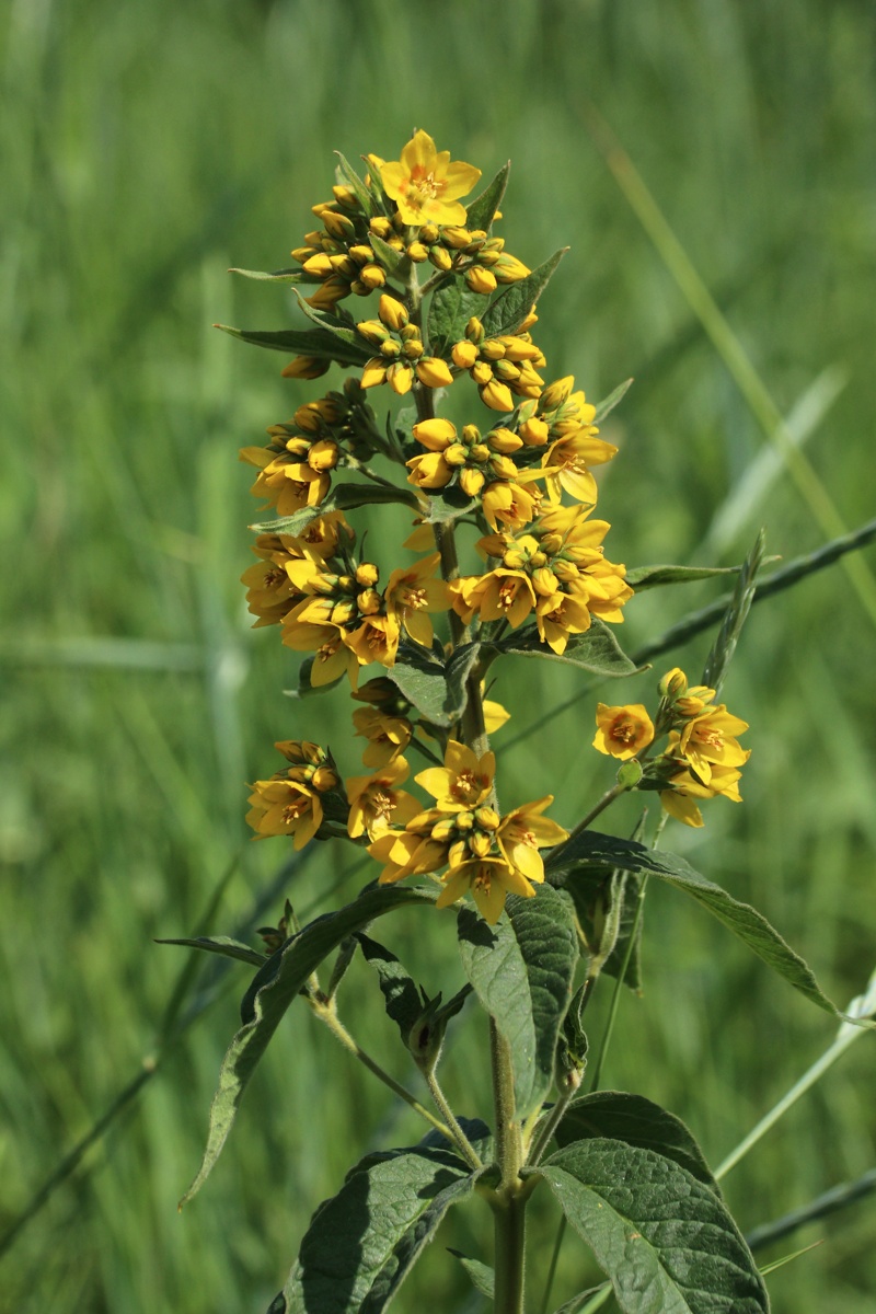 Изображение особи Lysimachia vulgaris.