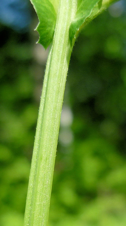 Image of Vicia ramuliflora specimen.