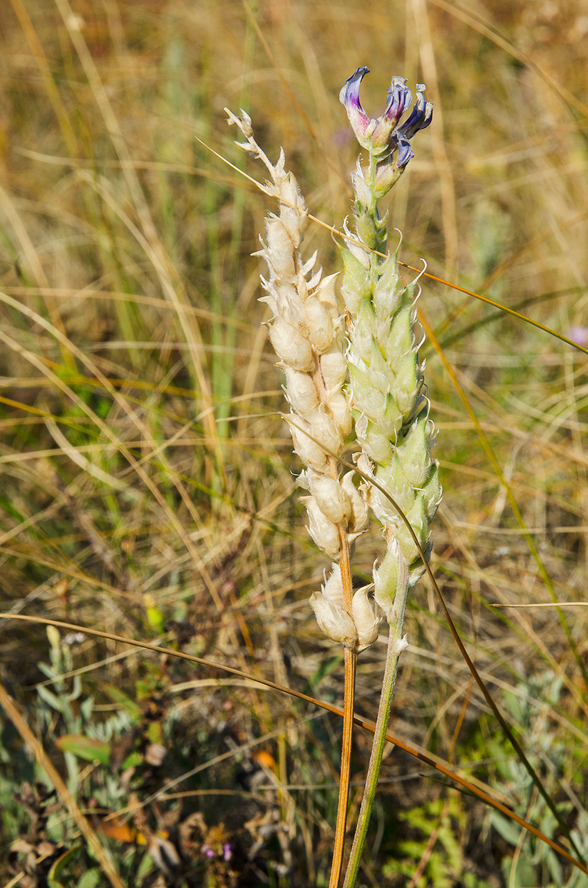 Image of Oxytropis spicata specimen.