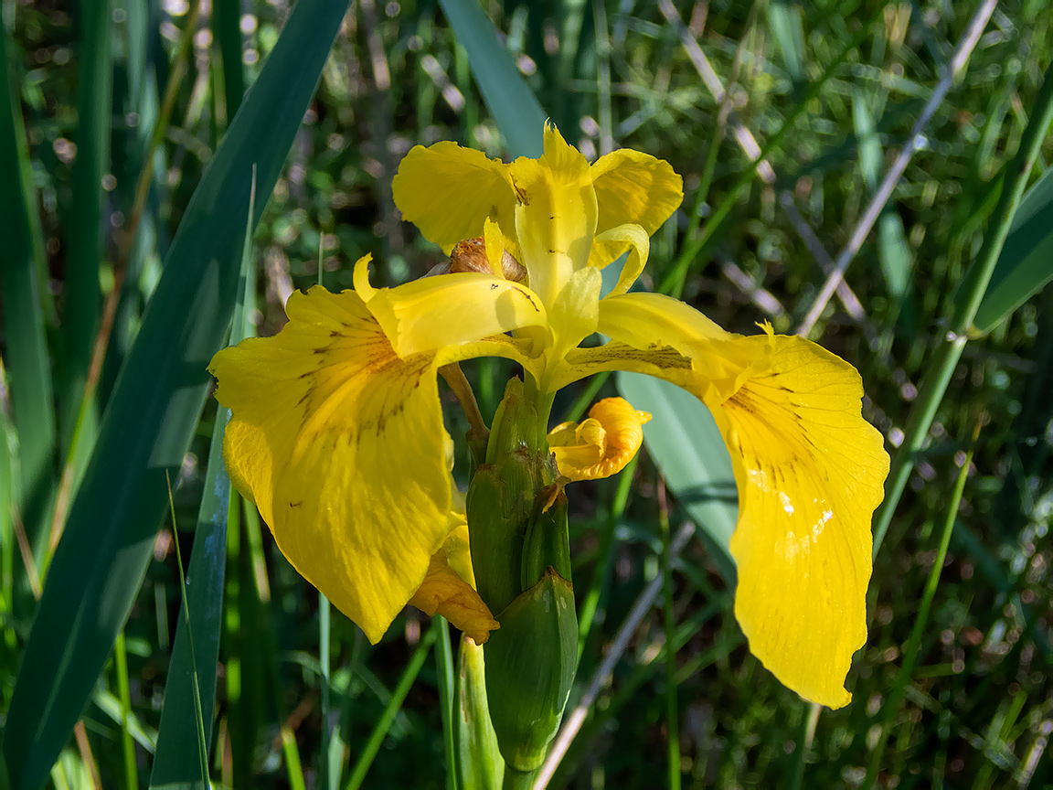 Изображение особи Iris pseudacorus.