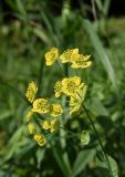 Bupleurum longifolium подвид aureum. Соцветие. Челябинская обл., Златоустовский гор. округ, национальный парк \"Таганай\", приют «Гремучий ключ», луг. 7 июля 2023 г.