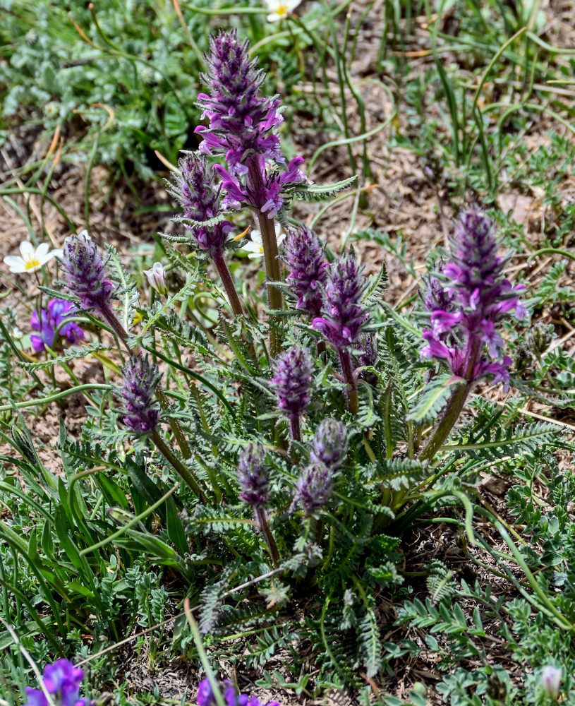 Изображение особи Pedicularis violascens.