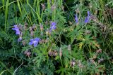 Geranium pratense. Верхушка цветущего и плодоносящего растения. Красноярский край, Туруханский р-н, г. Игарка, у дороги. 21.07.2023.