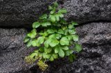 Ligusticum scoticum. Плодоносящее растение. Курильские о-ва, о-в Итуруп, окр. г. Курильск, на скале. 22.08.2023.