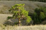 Pinus sylvestris. Взрослое растение. Башкортостан, Учалинский р-н, Миндякский сельсовет, степной склон горы Акбура ≈ 750 м н.у.м. 3 сентября 2023 г.