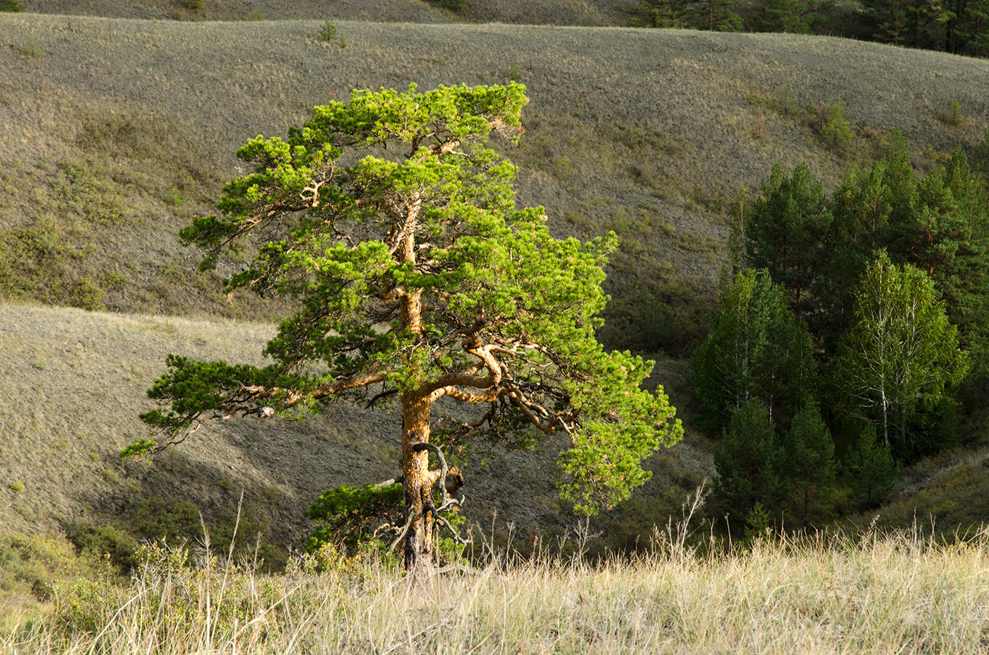 Изображение особи Pinus sylvestris.