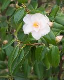 Camellia japonica. Цветок и листья. Краснодар, парк \"Краснодар\", Японский сад, в культуре. 21.03.2024.