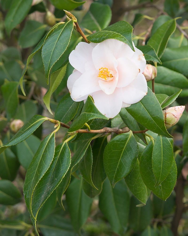 Image of Camellia japonica specimen.