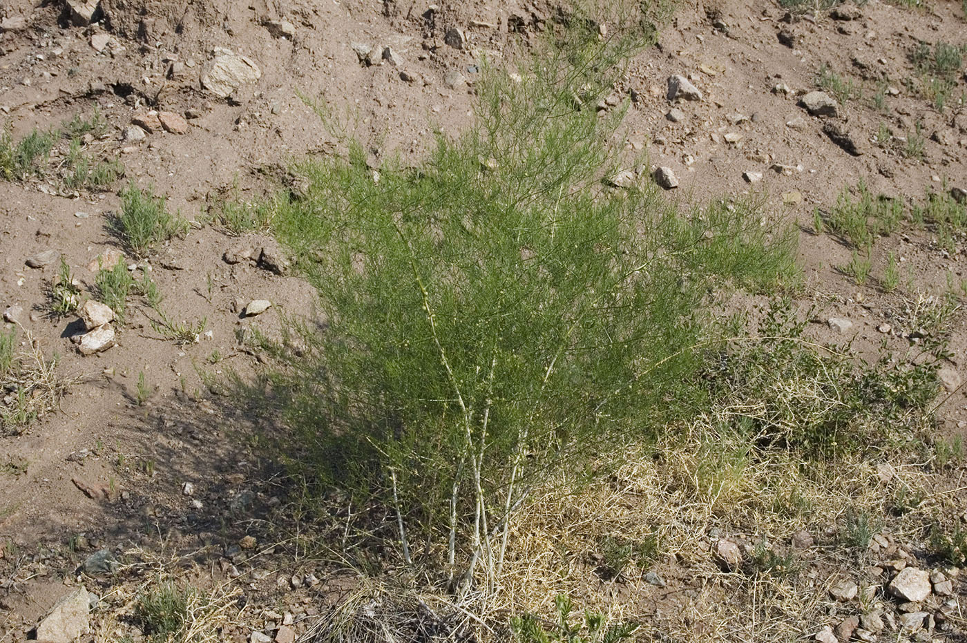 Image of Asparagus burjaticus specimen.