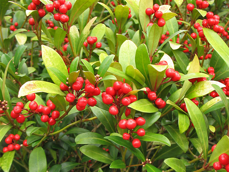 Image of Skimmia japonica specimen.