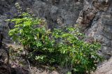 Aralia cordata