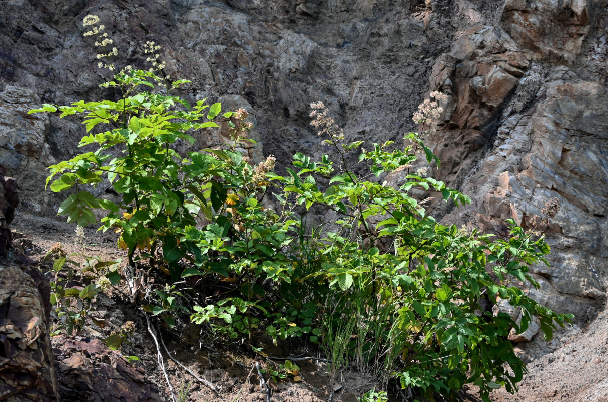 Image of Aralia cordata specimen.