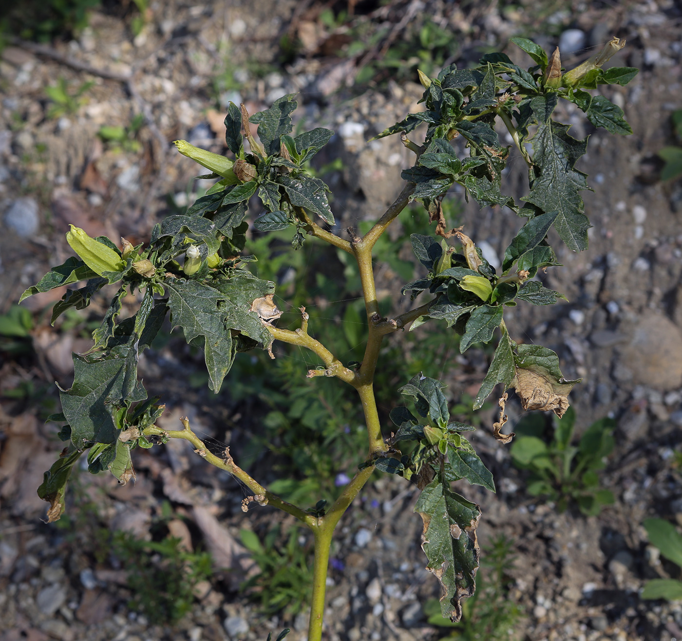 Image of Datura stramonium specimen.
