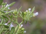 Cardamine resedifolia