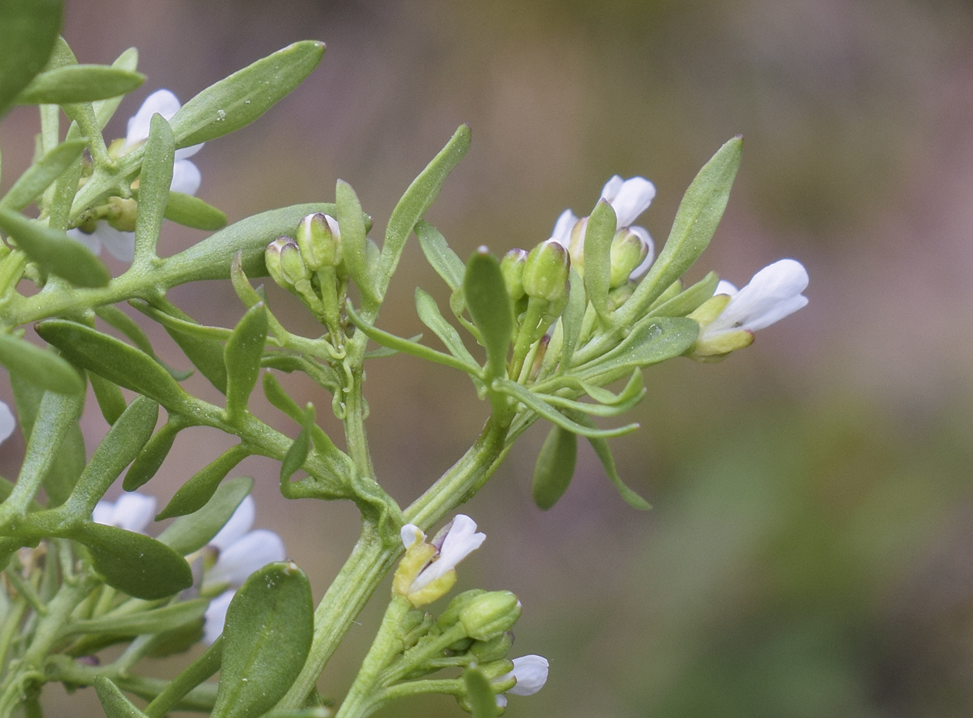 Image of Cardamine resedifolia specimen.
