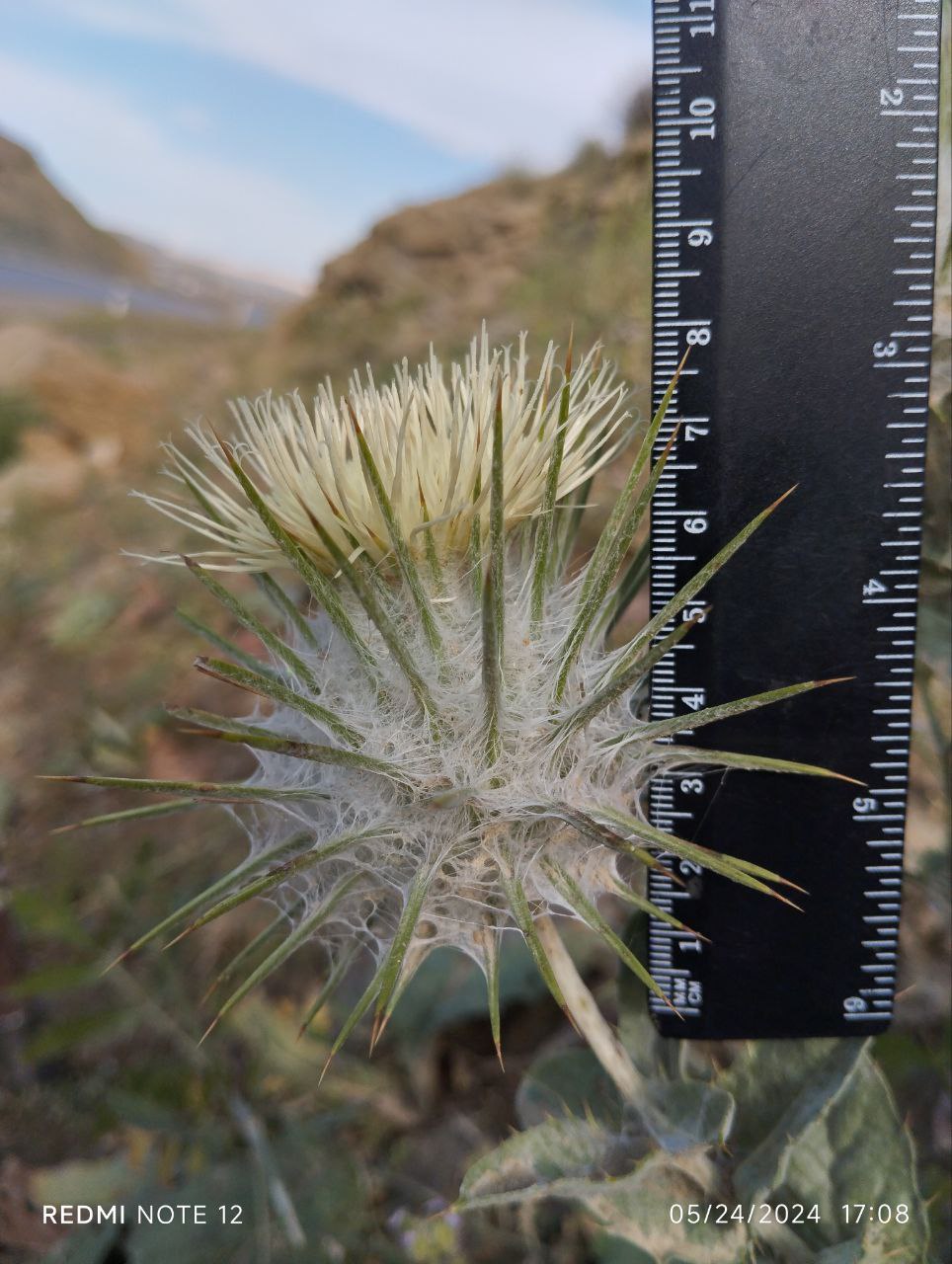 Image of Cousinia spryginii specimen.