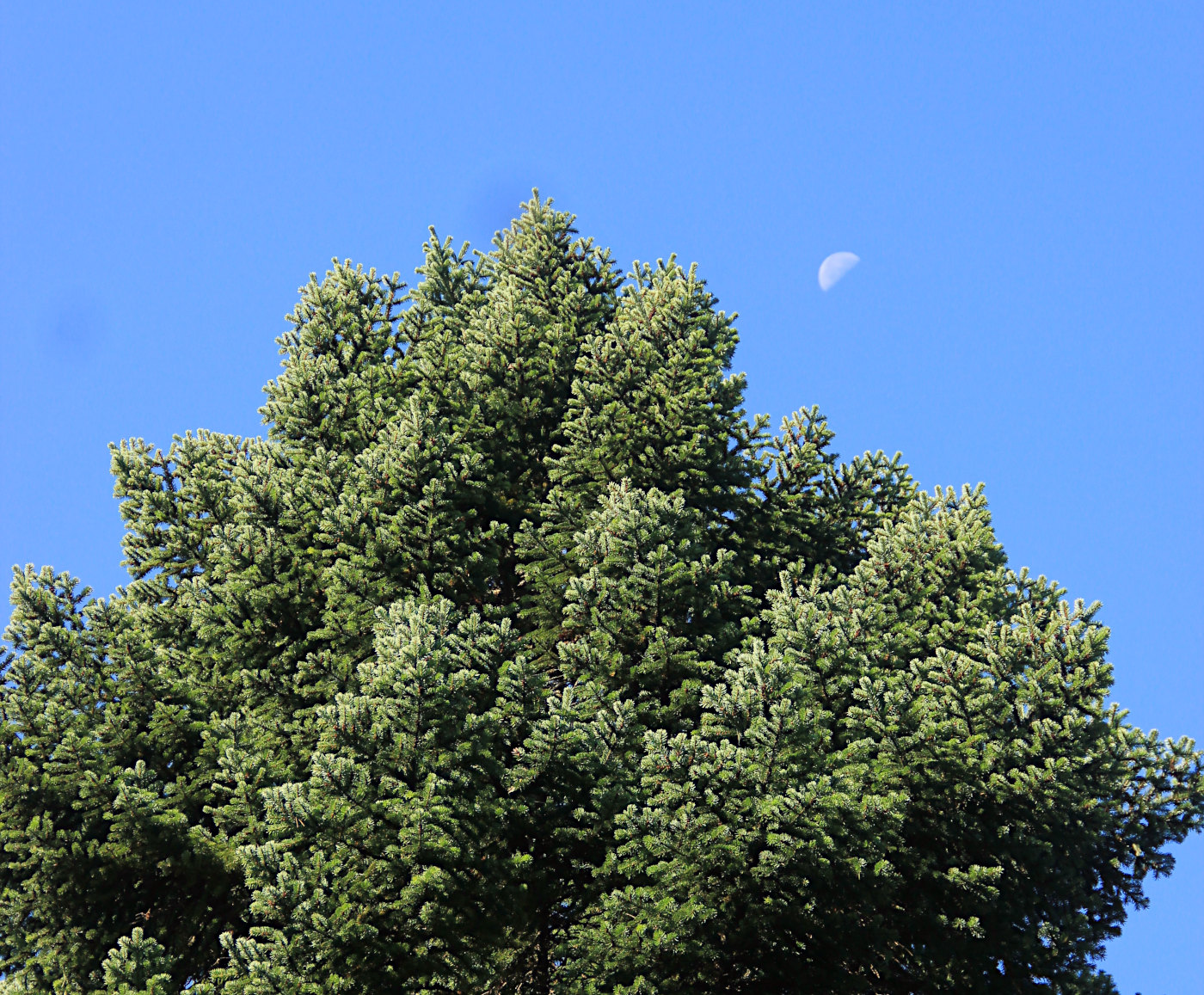 Image of Abies nordmanniana specimen.