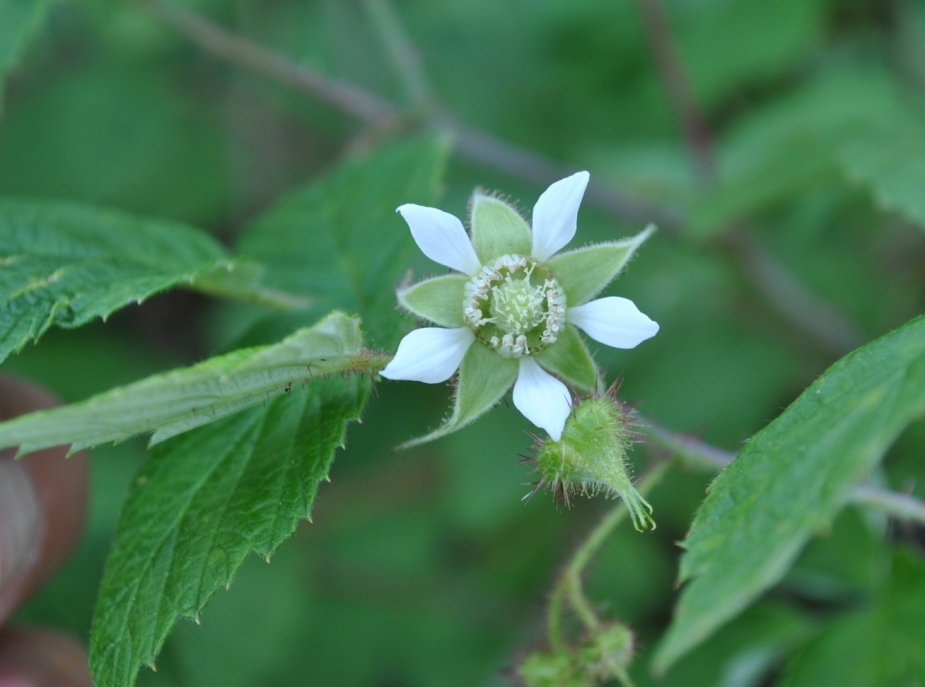 Изображение особи Rubus matsumuranus.