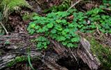Oxalis acetosella