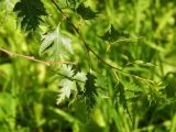 Betula form dalecarlica