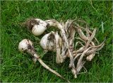 Allium sativum. Выкопанные луковицы с высохшими основаниями надземных стеблей. Московская обл., Раменский р-н, окр. дер. Хрипань, садовый участок. 14.08.2024.