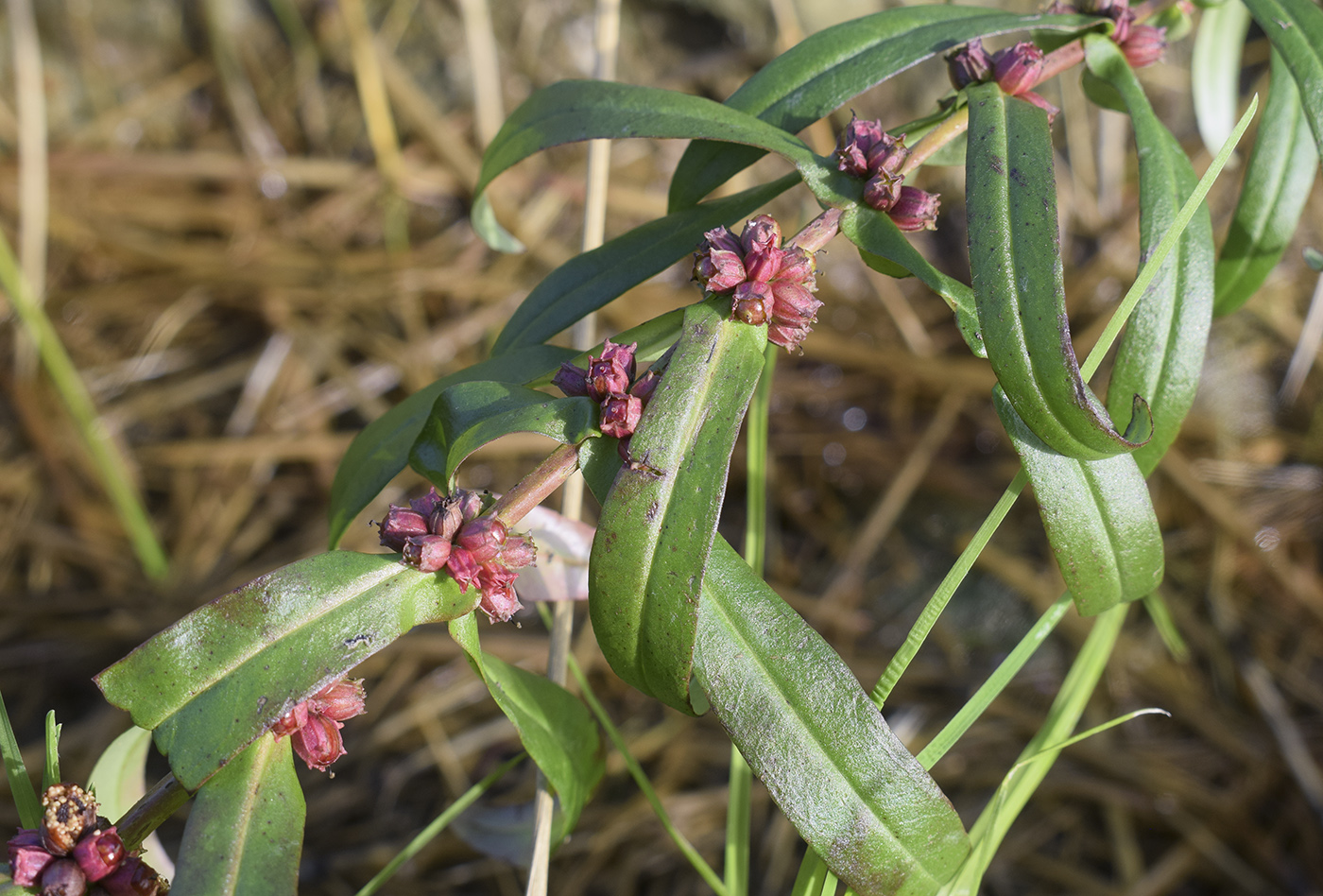 Image of Ammannia robusta specimen.