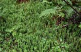 Lycopodium annotinum. Вегетирующие растения в сообществе с Maianthemum bifolium, Dryopteris expansa, Sorbus aucuparia. Вологодская обл., Сокольский р-н, Оларевская гряда, смешанный лес. 13.07.2024.