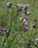 Carduus crispus