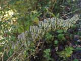 Cimicifuga simplex
