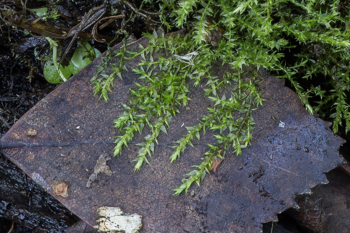 Image of familia Amblystegiaceae specimen.