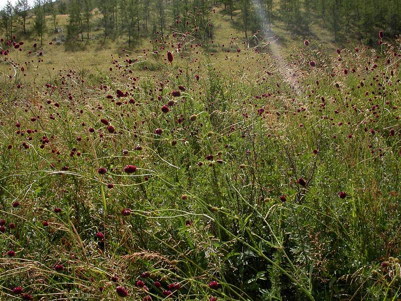 Image of Sanguisorba officinalis specimen.