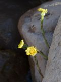 Tussilago farfara