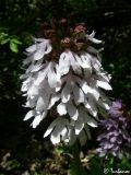 Orchis purpurea