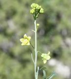 Bryonia cretica