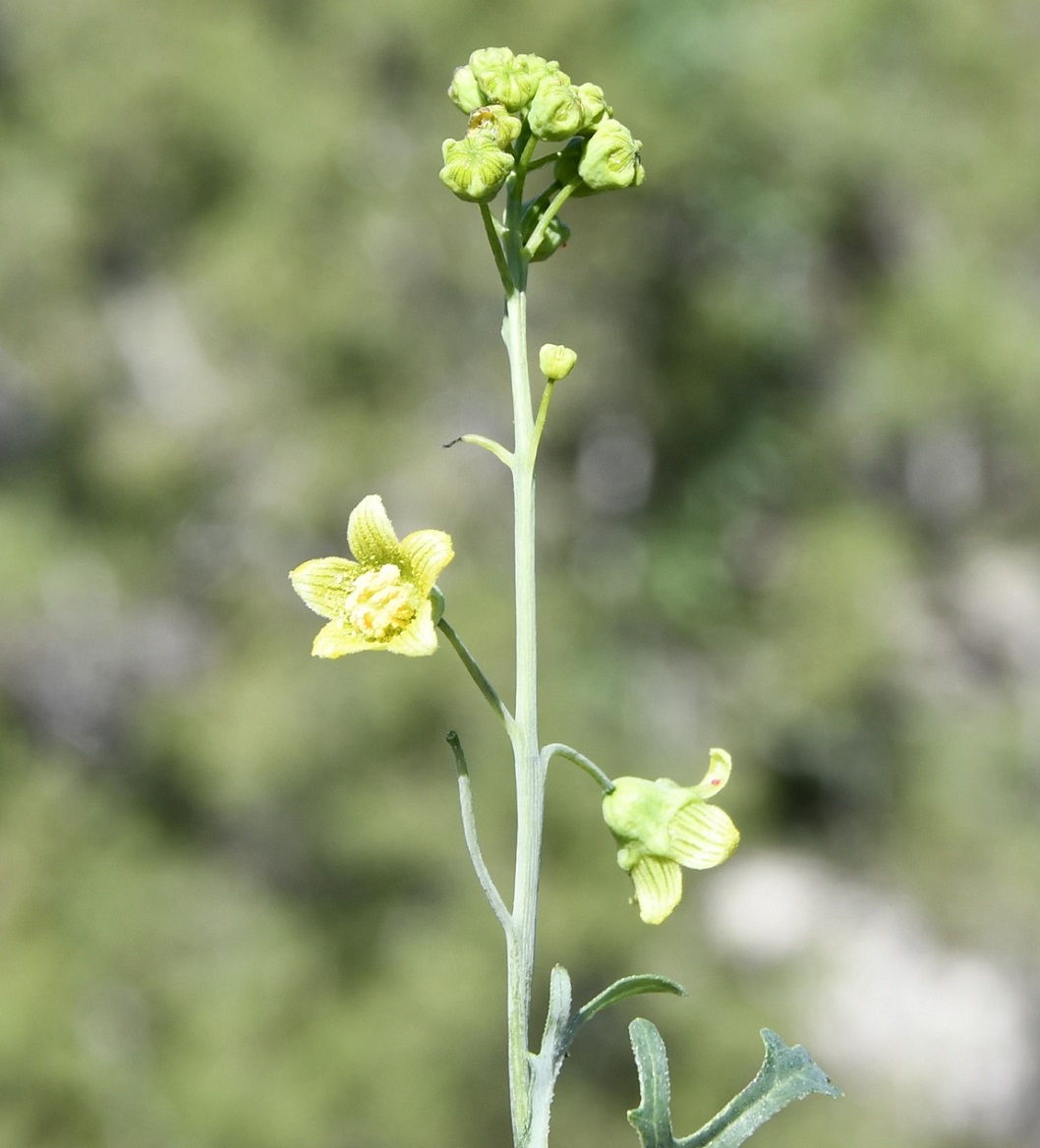 Image of Bryonia cretica specimen.