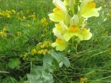 Linaria grandiflora