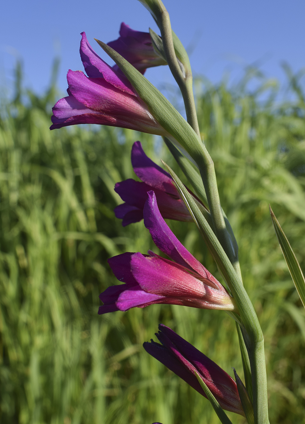 Изображение особи Gladiolus italicus.