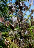 Hedera colchica