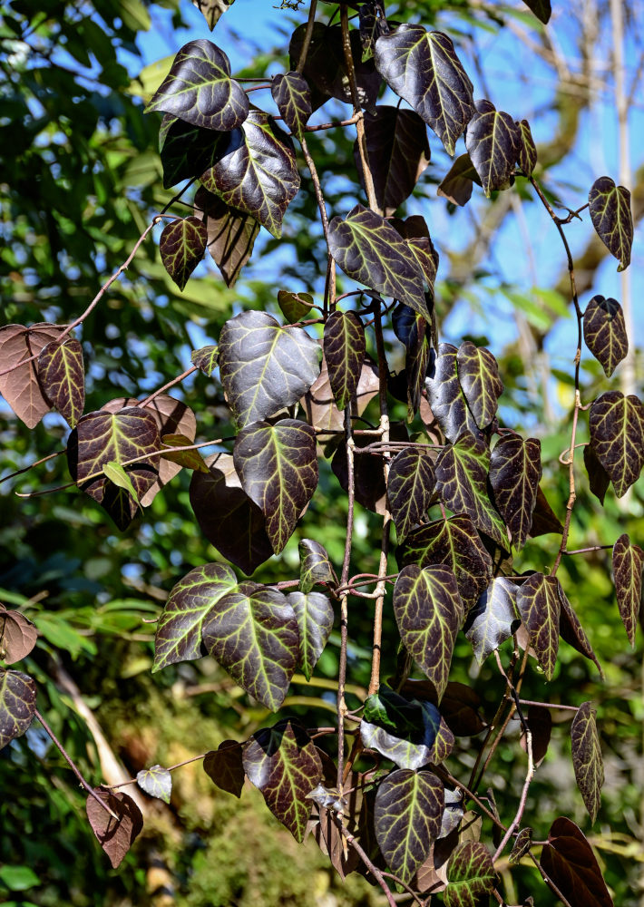 Изображение особи Hedera colchica.