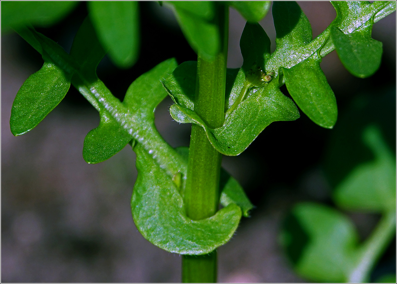 Image of Barbarea arcuata specimen.