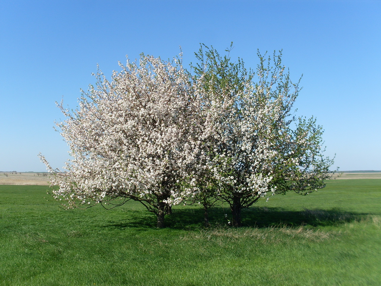 Image of Malus domestica specimen.
