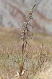Himantoglossum caprinum. Цветущее растение. Крым, окр. Феодосии, Лисья бухта, остепнённая терраса. 1 июня 2025 г.