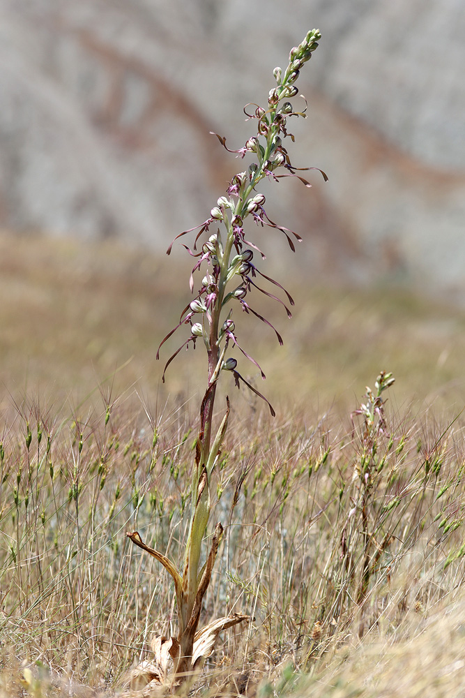 Image of Himantoglossum caprinum specimen.