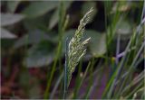 genus Poa